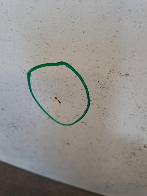 Image Capot - PEUGEOT BIPPER