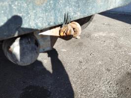 Foto del ricambio