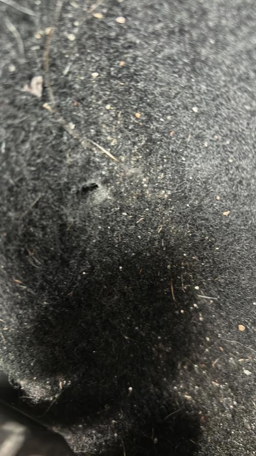 Foto del ricambio