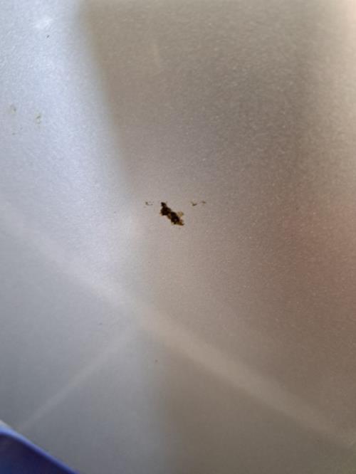 Image Malle/Hayon arriere - VOLKSWAGEN NEW BEETLE 1