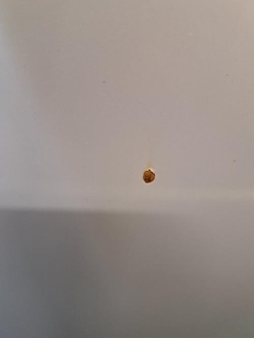 Image Capot - RENAULT CLIO 2